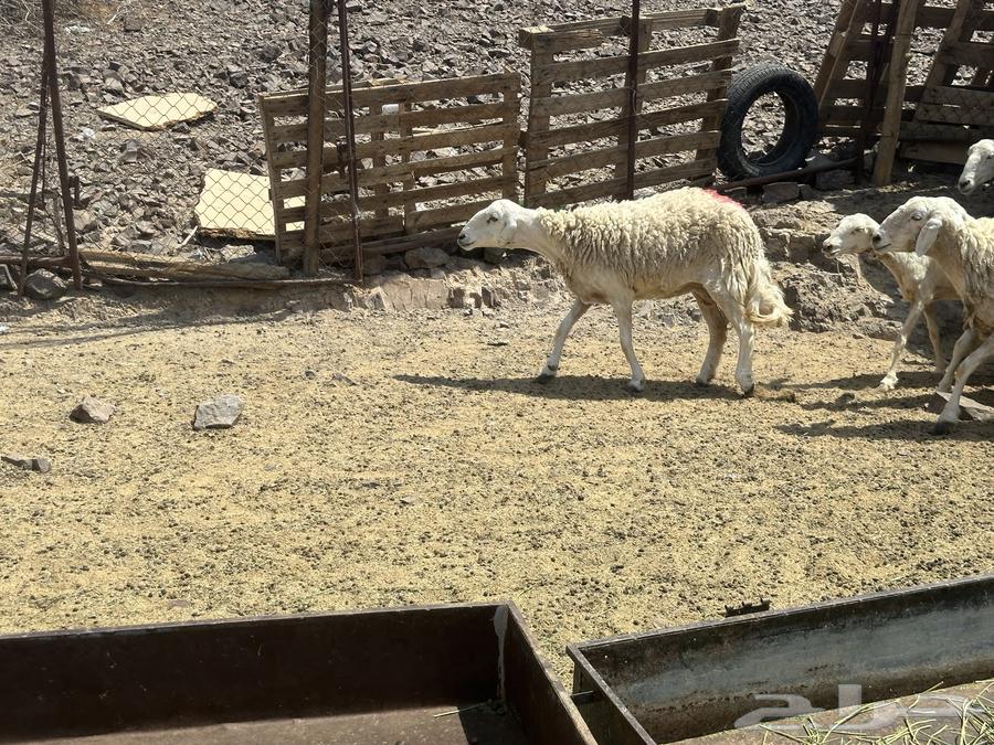 ضان حريات(( تم البيع ))64591214171521110