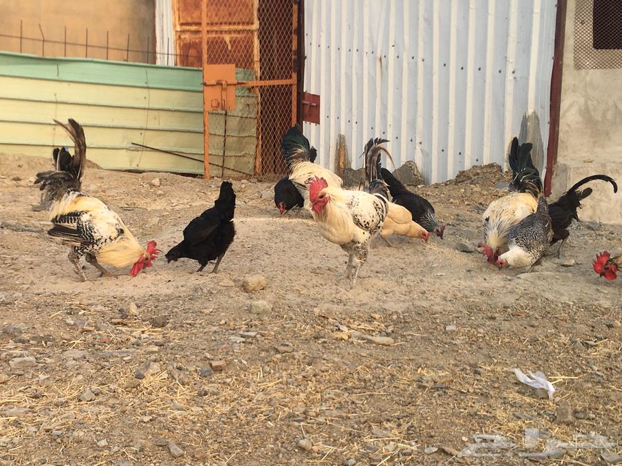 ديوك   فيومي جرم ذكور للبيع64588359632641113