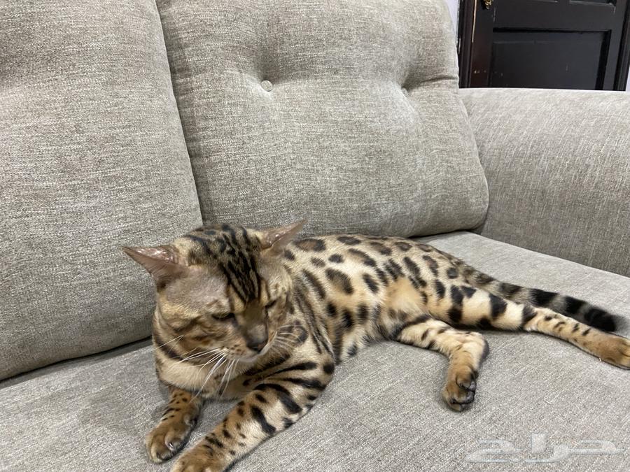 قط البنغال   البنقال بيورر64590995987970113