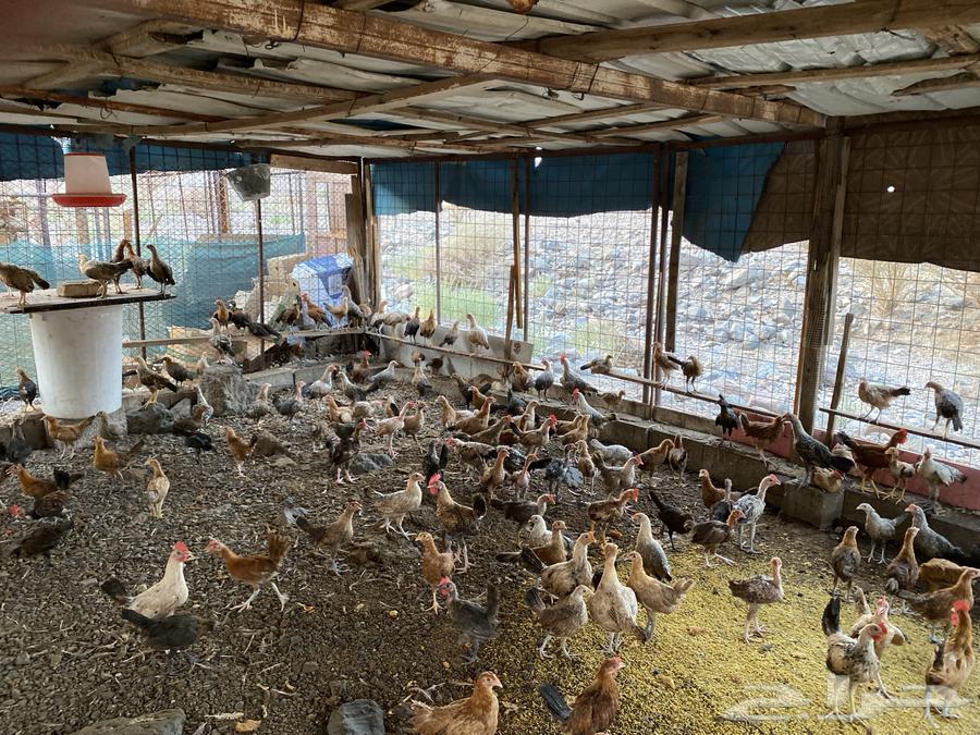 دجاج بلدي للبيع العدد 300 اللي يبي تفريد من 100 اللي يبي ت64588694001665113