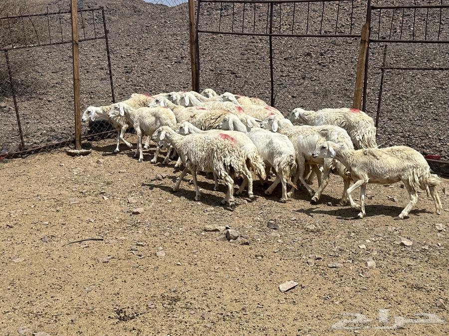 ضان حريات(( تم البيع ))64591214171521113