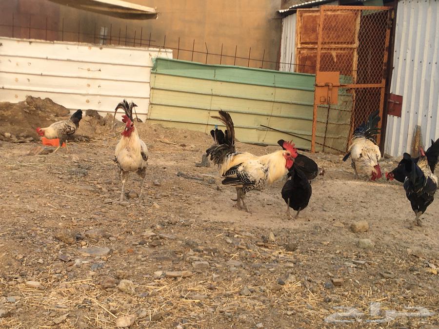 ديوك   فيومي جرم ذكور للبيع64588359632641110