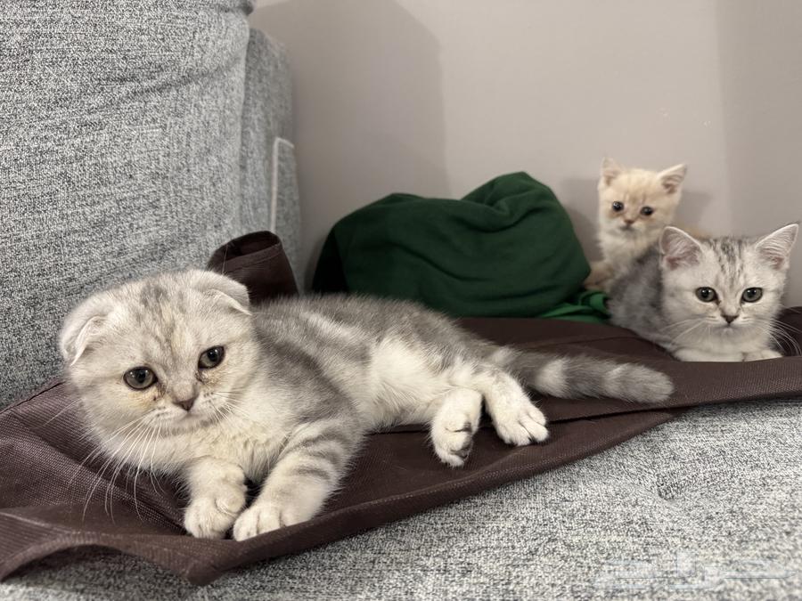Scottish Fold kittens for sale64531901836033114