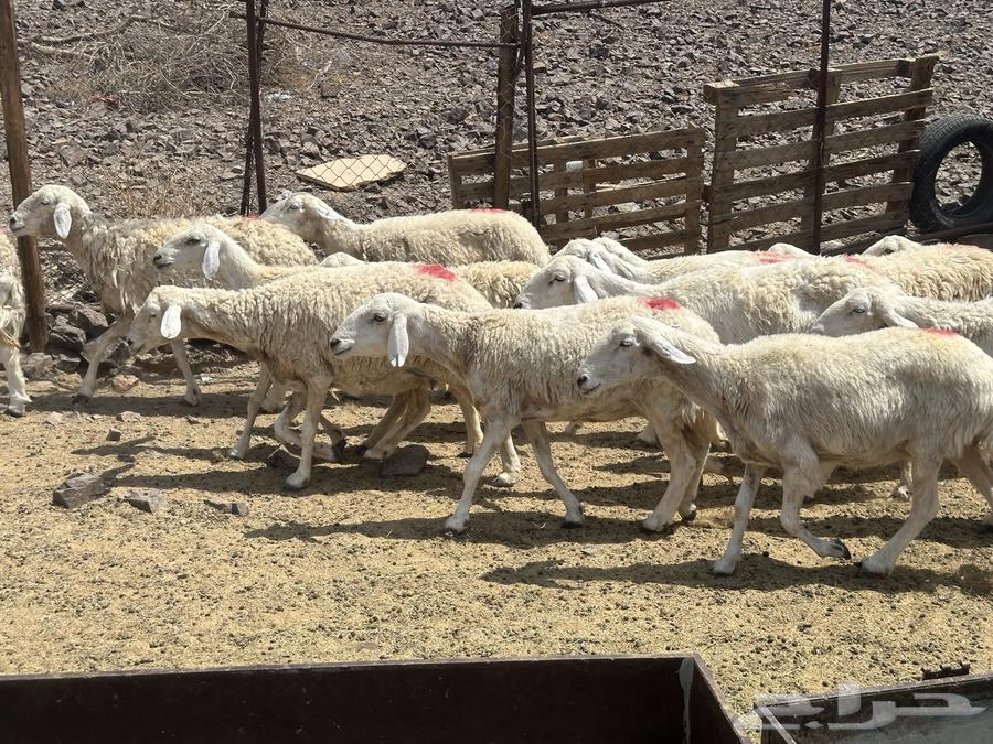 ضان حريات(( تم البيع ))64591214171521112