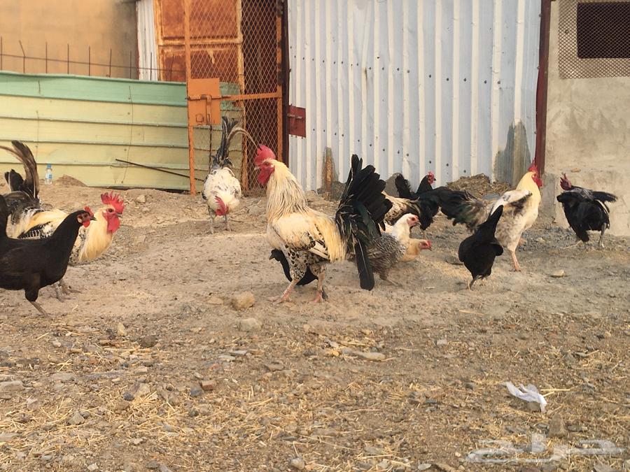 ديوك   فيومي جرم ذكور للبيع64588359632641111