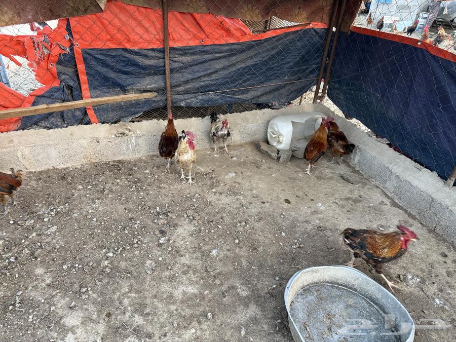 ديوك للبيع64594935565826110