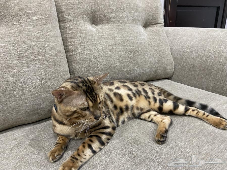 قط البنغال   البنقال بيورر64590995987970114