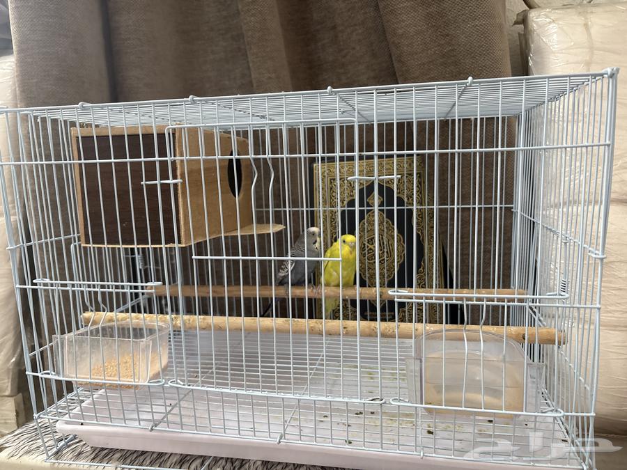 طيور حب64589854385923113