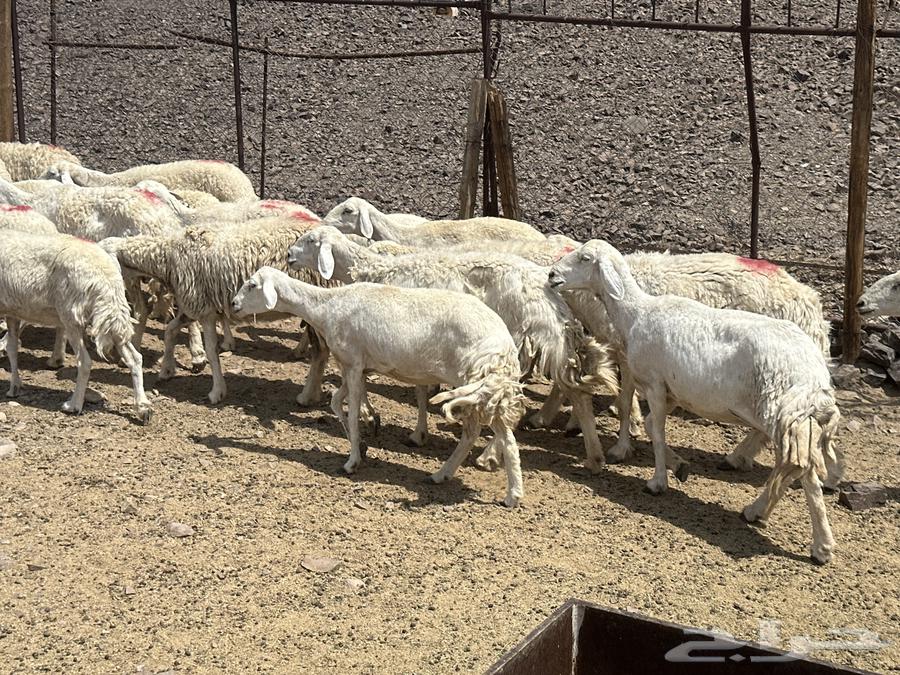 ضان حريات(( تم البيع ))64591214171521111