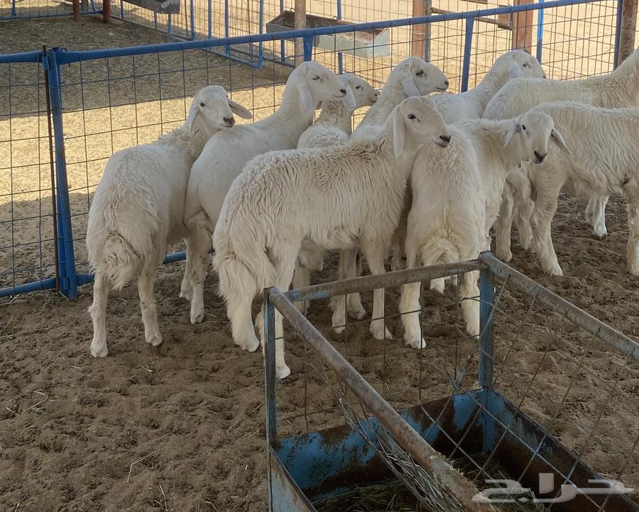 طليان تم البيع64591068720899112