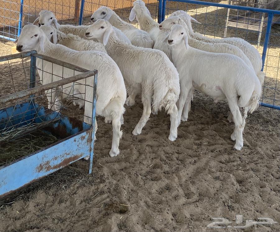 طليان تم البيع64591068720899111