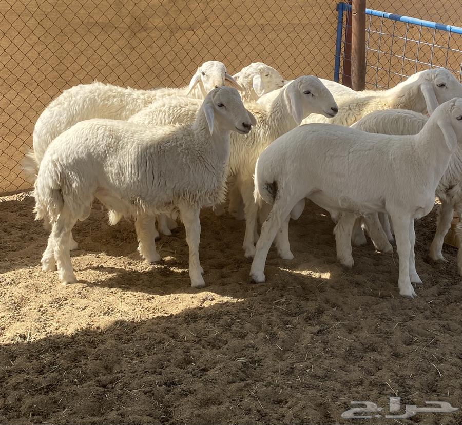 طليان تم البيع64591068720899114