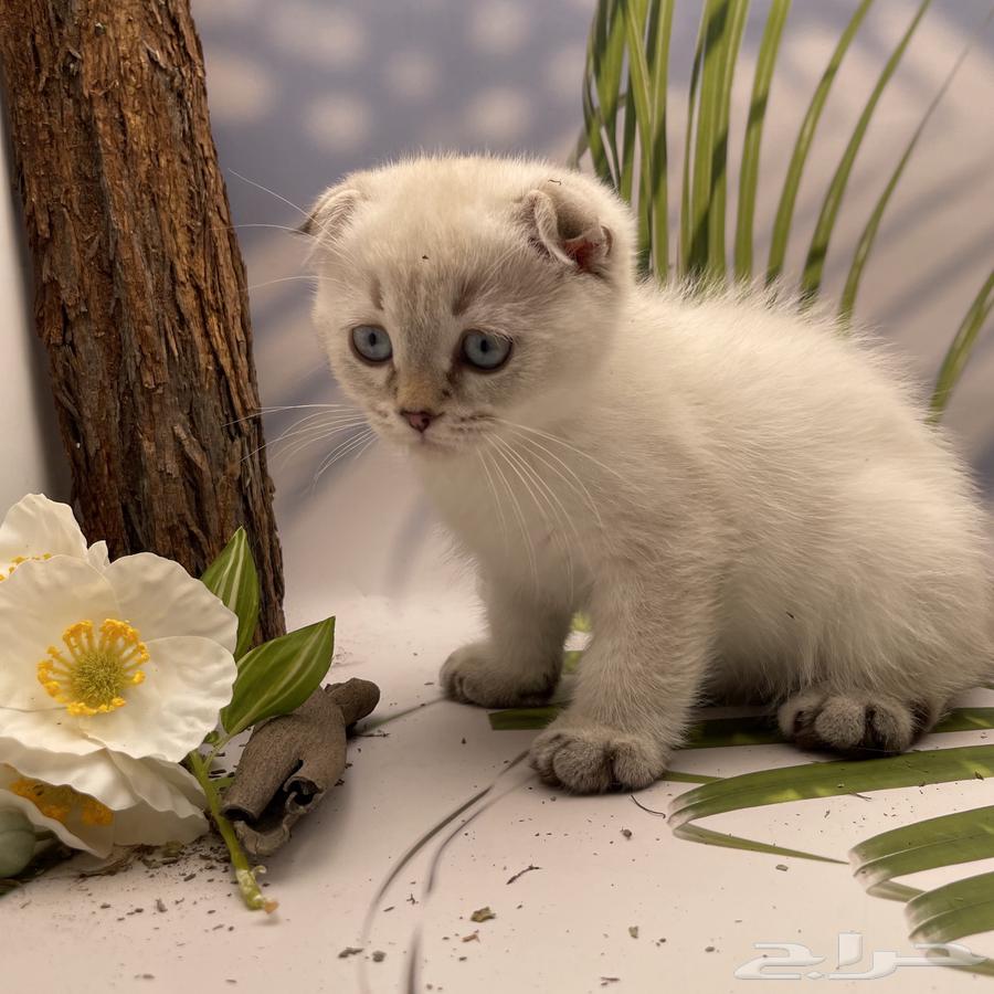 سكوتش فولد هملايا - ذكر64593264310786114