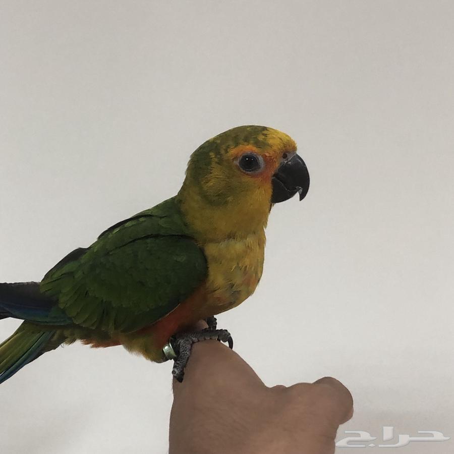 طيور64594085544707113