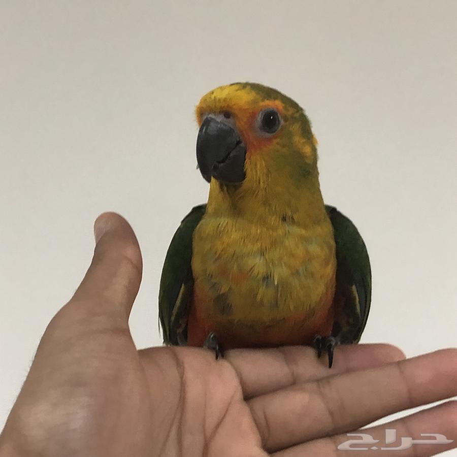 طيور64594085544707114