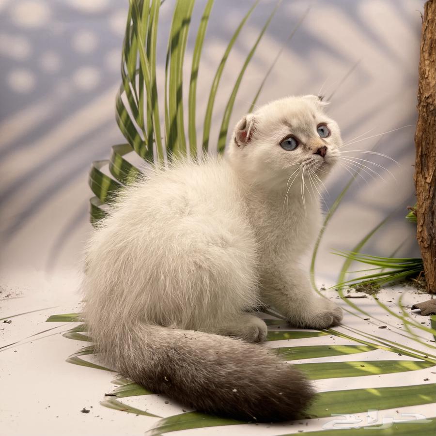 سكوتش فولد هملايا - ذكر64593264310786111