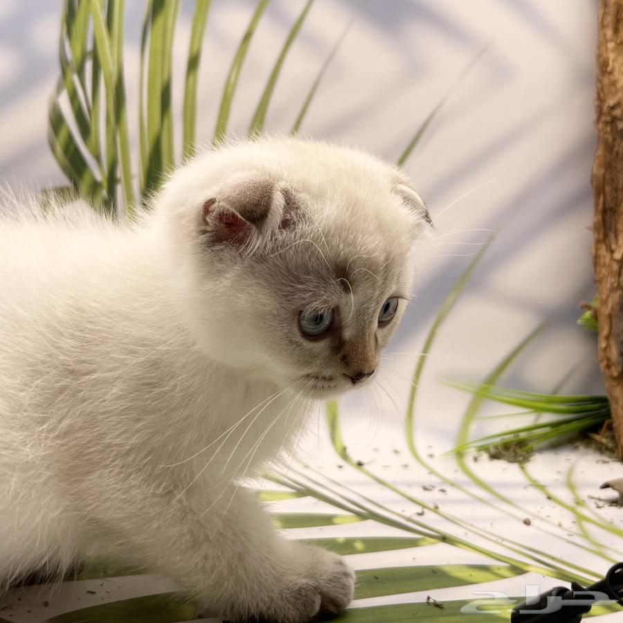 سكوتش فولد هملايا - ذكر64593264310786112