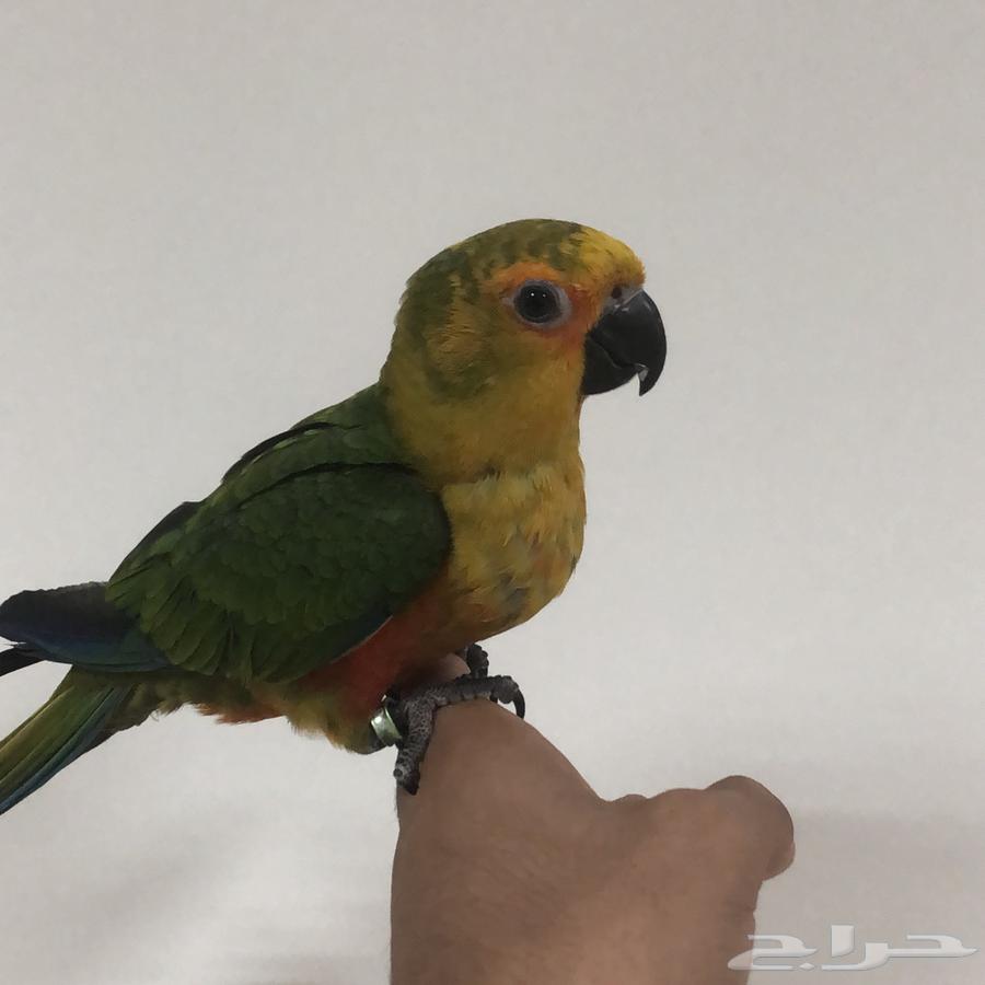 طيور64594085544707112