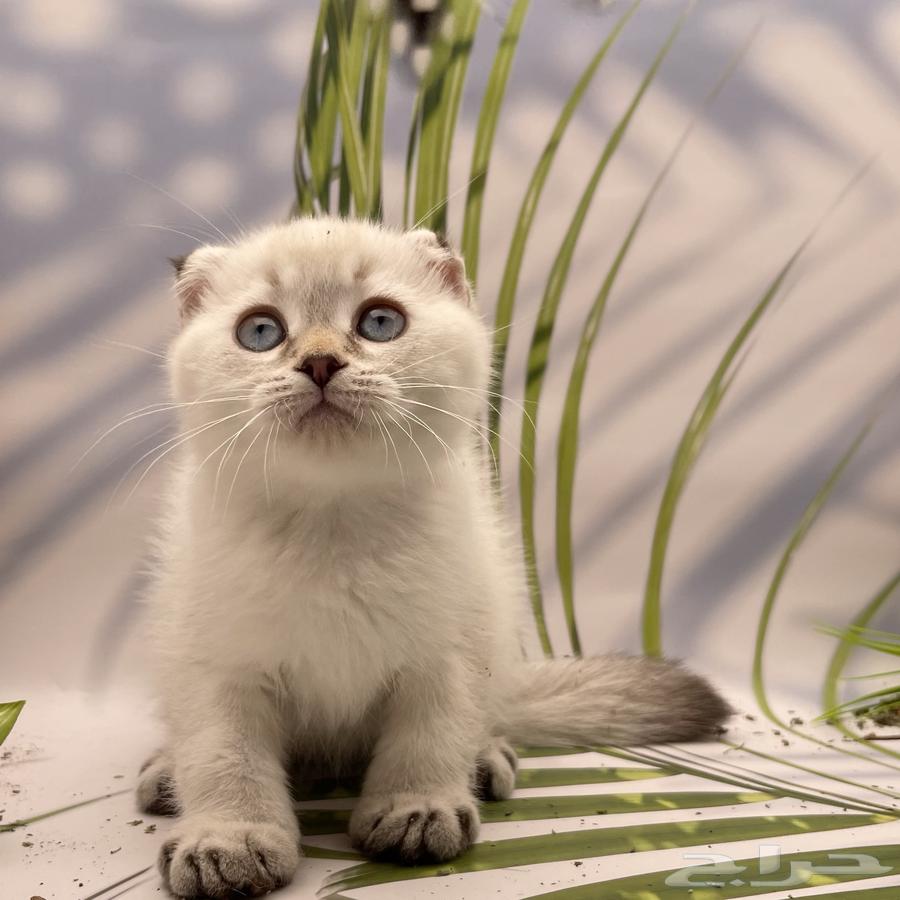 سكوتش فولد هملايا - ذكر64593264310786110