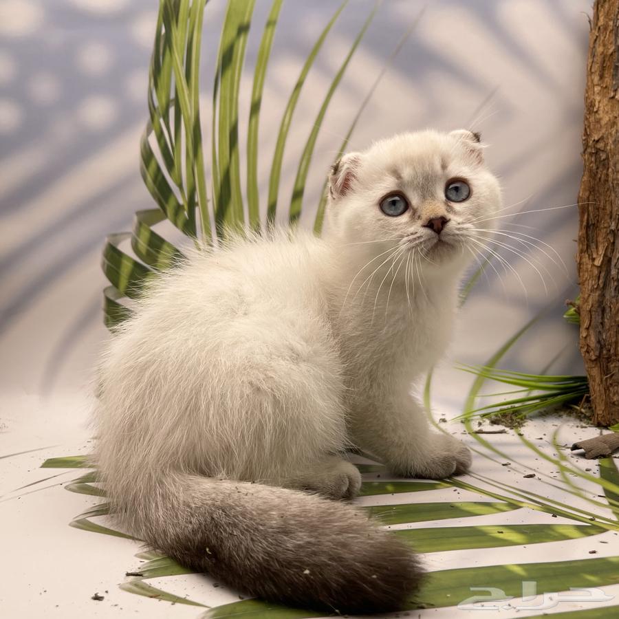 سكوتش فولد هملايا - ذكر64593264310786113