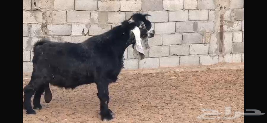 Dutch goat and a display goat64510704706691114