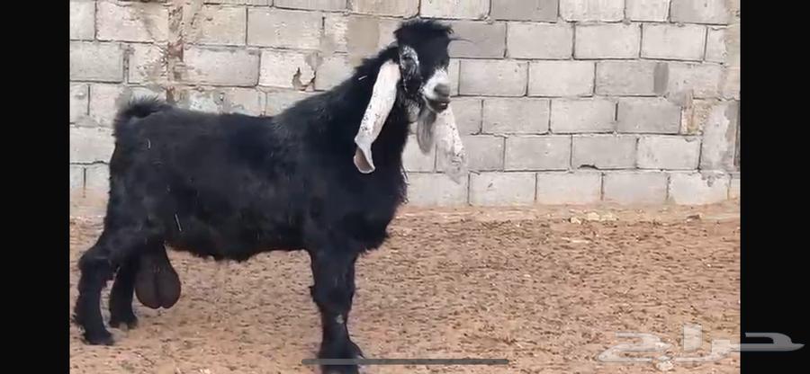 Dutch goat and a display goat64510704706691113