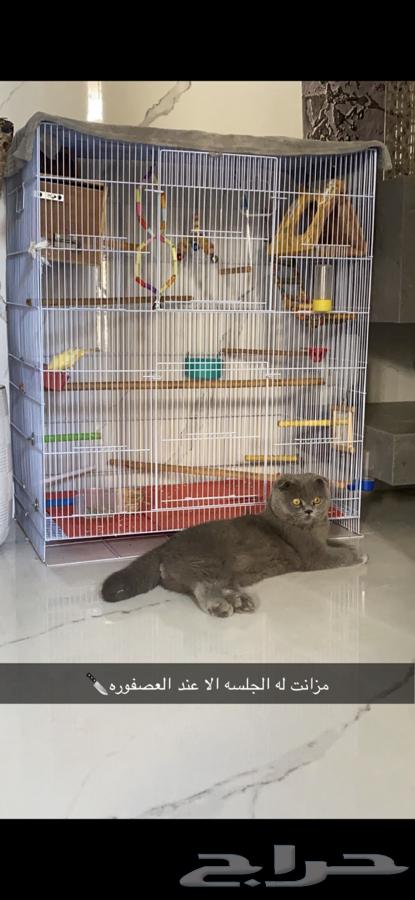 Cats64593876094338113