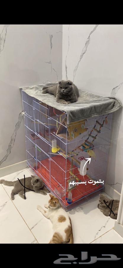 Cats64593876094338114