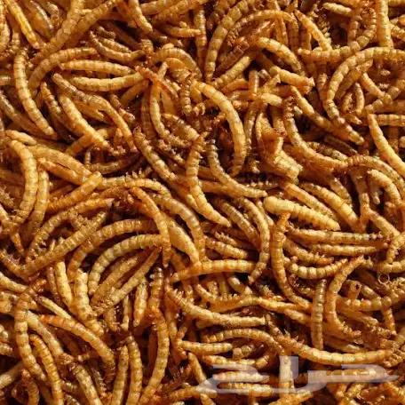 دود قبابي مجفف للطيور64591755663745111