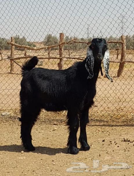 Naeem's Slaughters, Goats and Rams64591382999427114