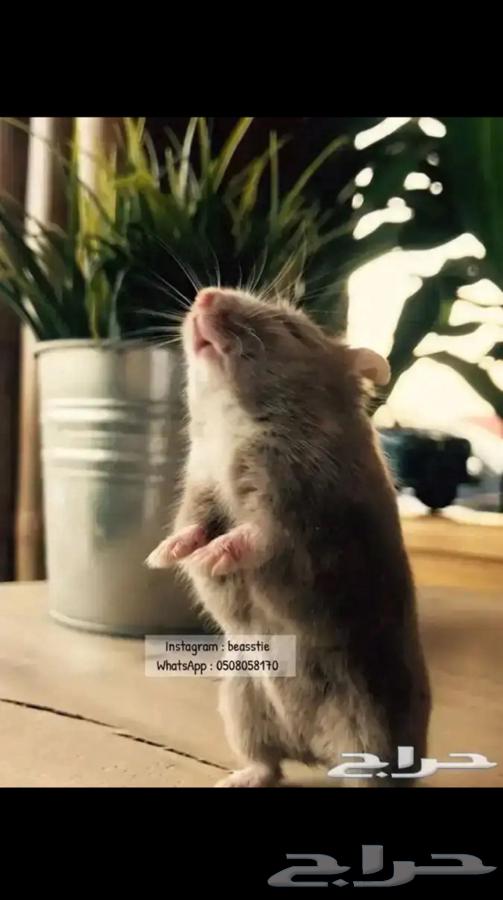 Hamster64593876039297110