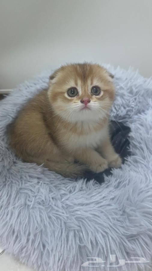 Scottish Fold64592129931267112