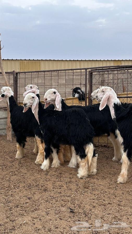 رخال نجد صنف64594886924418110