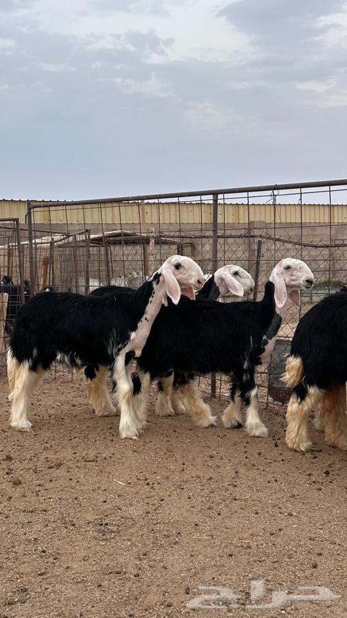 رخال نجد صنف64594886924418111