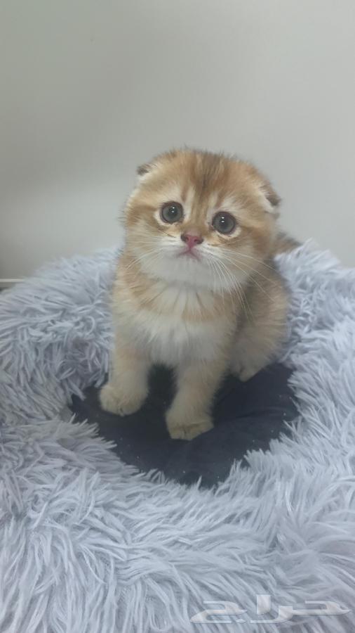 Scottish Fold64592129931267111