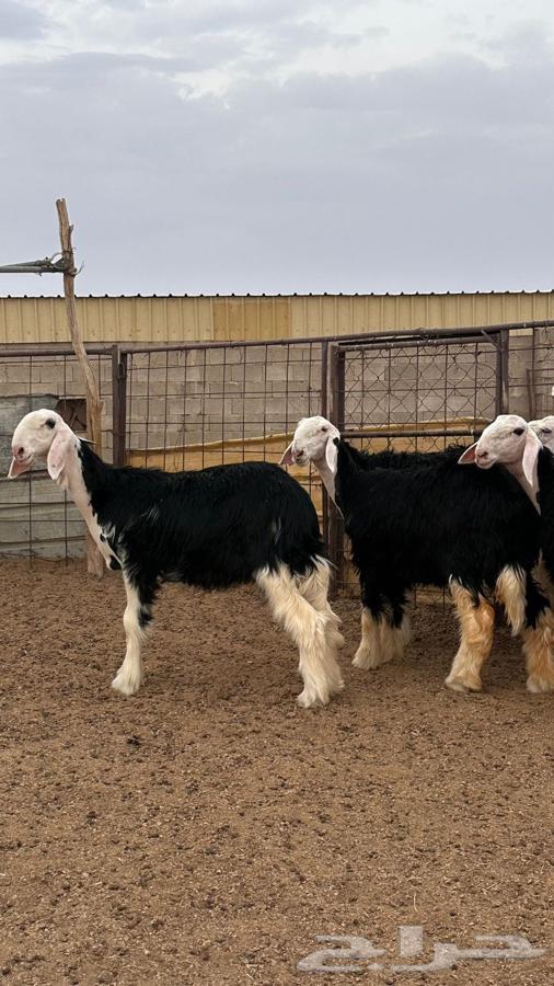 رخال نجد صنف64594886924418113