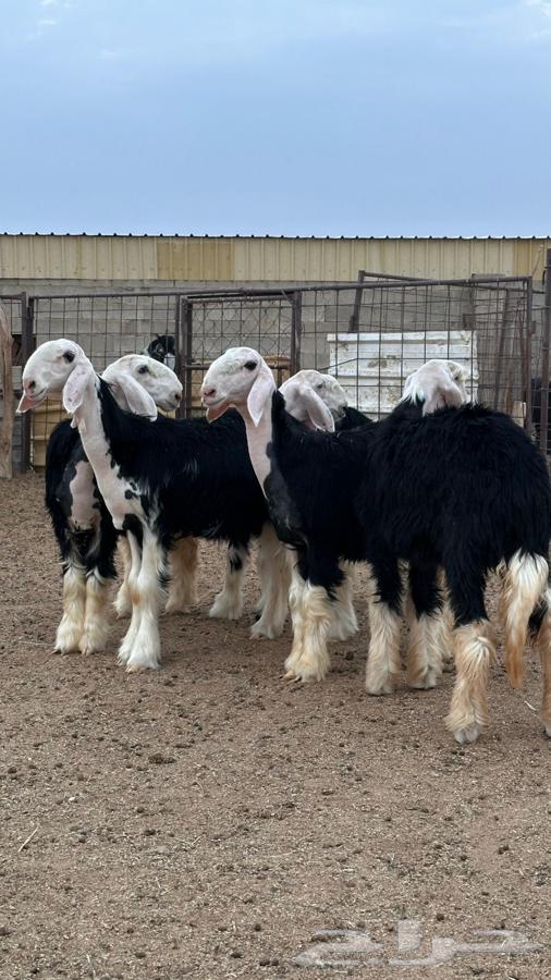 رخال نجد صنف64594886924418112