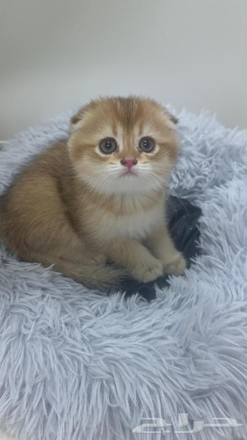 Scottish Fold64592129931267110