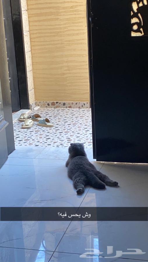 Cats64593876094338112