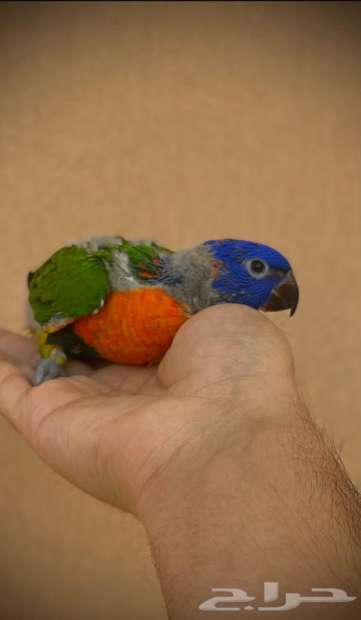 فرخ لوري ( تم البيع)64593814521346110