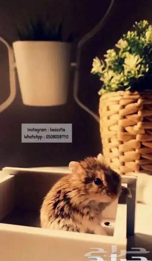 Hamster64593876039297111