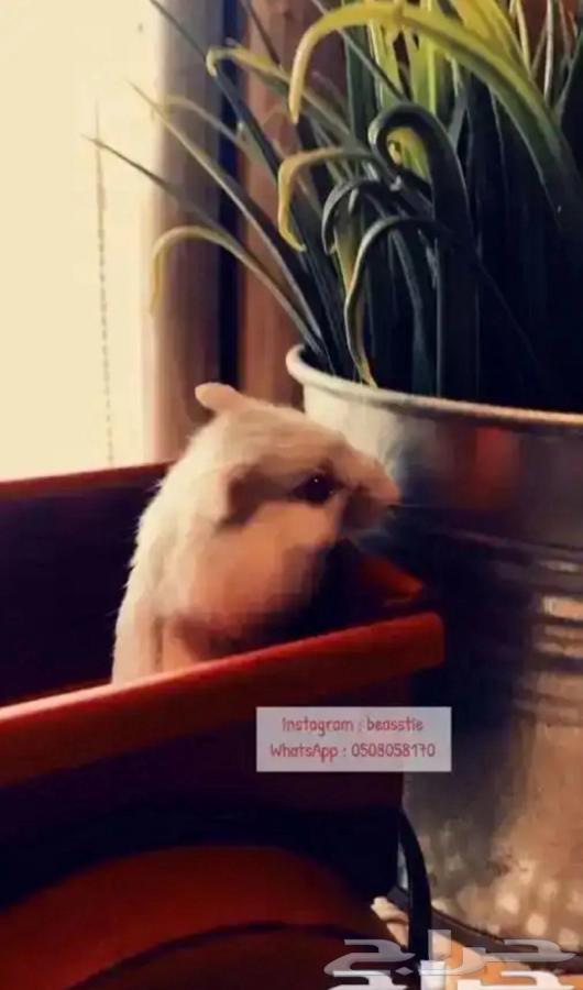 Hamster64593876039297113