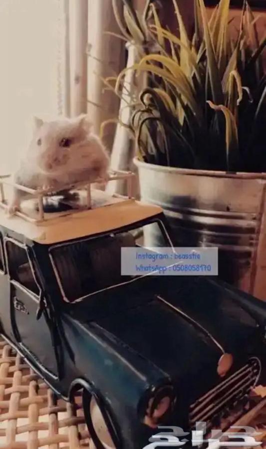 Hamster64593876039297112