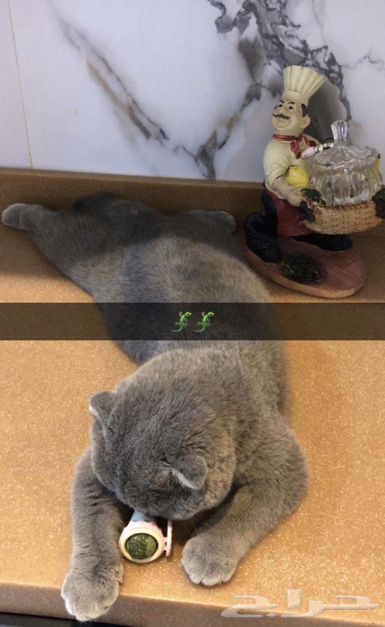 Cats64593876094338111