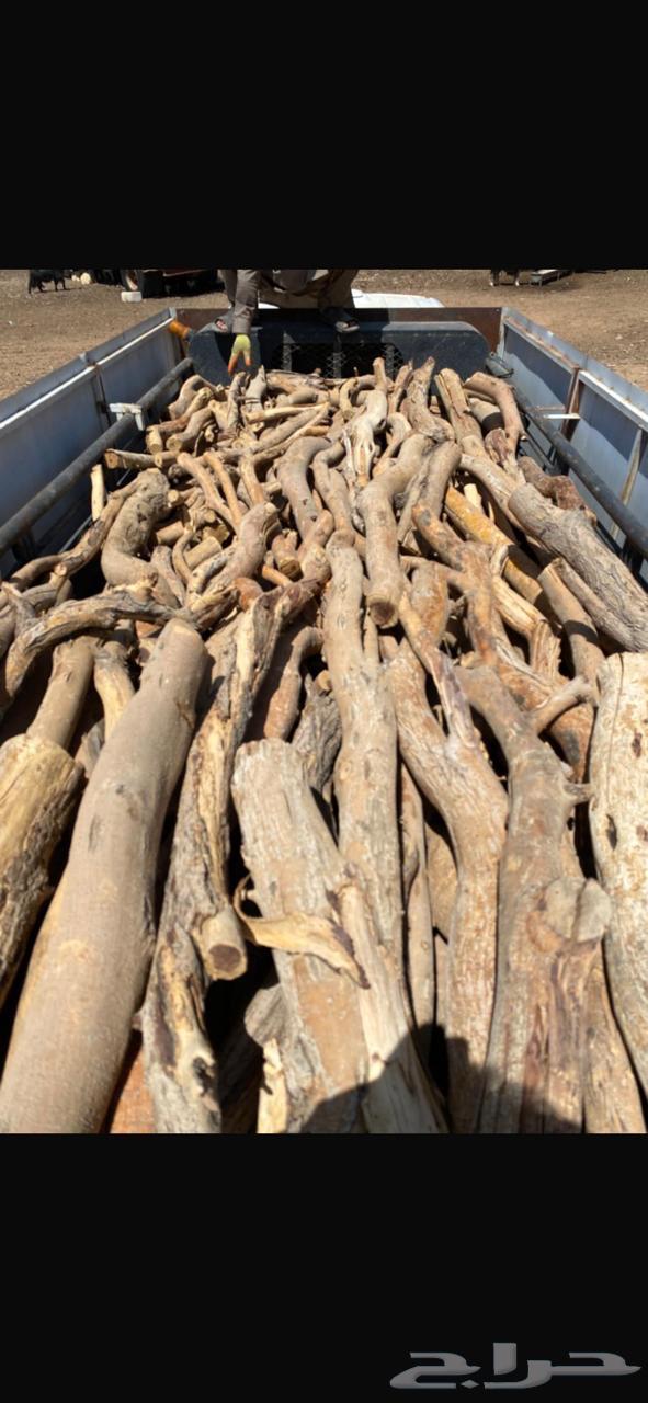 حطب سمر شرط64588594748674112