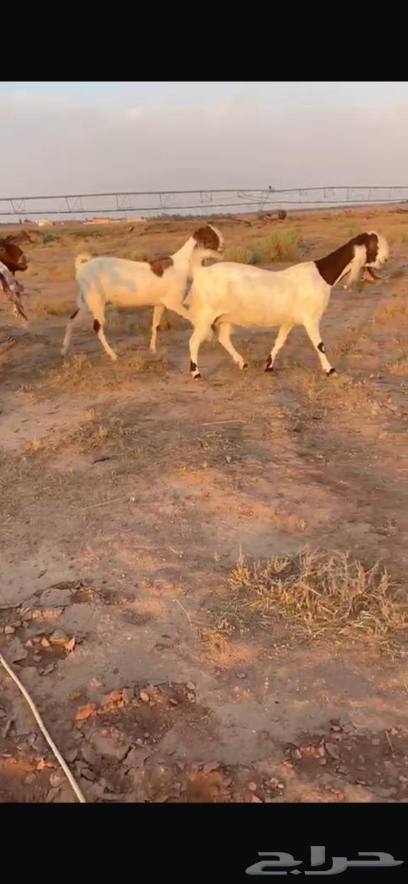 معزا هولنديات للبيع64593313494275110