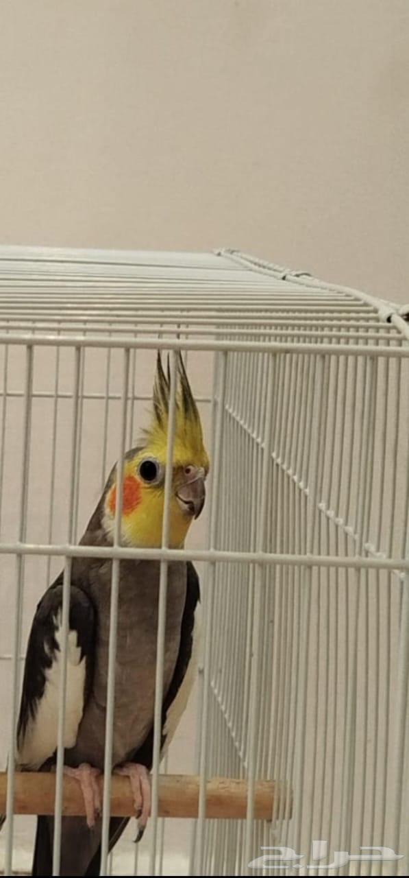 ذكر كروان حبشي اليف64591791835777110