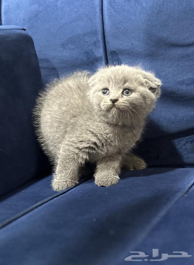 Kitten Scottish Fold64595586839937114