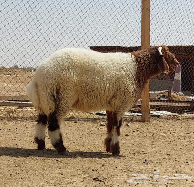 Naeem's Slaughters, Goats and Rams64591382999427113