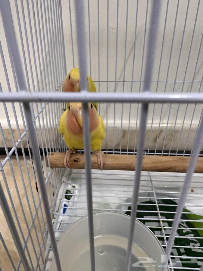 طيور روز لاتينو للبيع64593215941251114